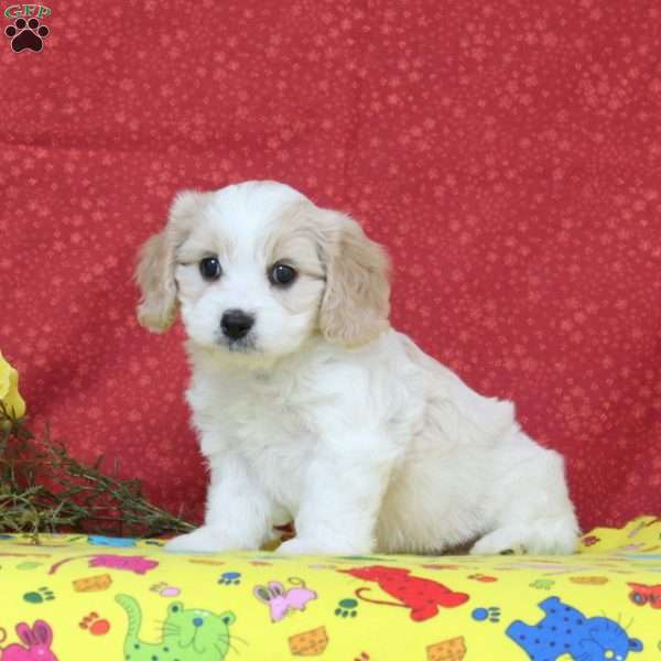 Toucan, Cavachon Puppy